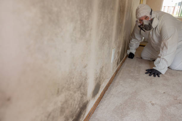 Best Water Damage & Mold Remediation  in Mccleary, WA